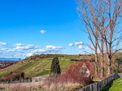 春之生--祝师友元宵节快乐！！！