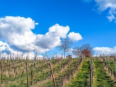 春之生--祝师友元宵节快乐！！！