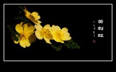 金灿灿的黄刺玫