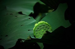 荷影
