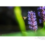 250908 蜂鸟蛾和梭鱼草花