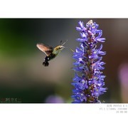 250908 蜂鸟蛾和梭鱼草花