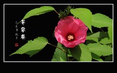 大气漂亮的芙蓉葵