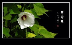 大气漂亮的芙蓉葵