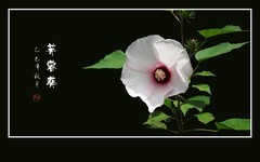 大气漂亮的芙蓉葵