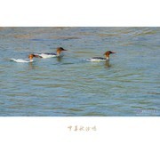 中华秋沙鸭（2021年）