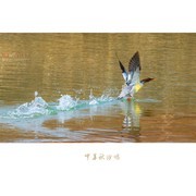 中华秋沙鸭（2021年）