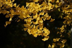 北京语言大学秋景——葉葉葉葉