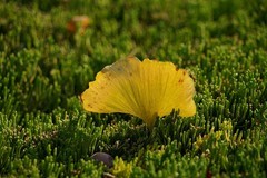 北京语言大学秋景——葉葉葉葉