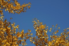 北京语言大学秋景——葉葉葉葉