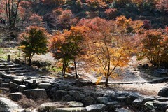 湖南南山县枫叶谷（三）