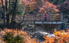湖南南山县枫叶谷（三）