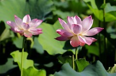 荷花 (64)