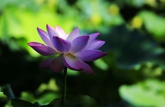 荷花 (64)