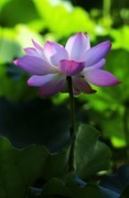 荷花 (64)