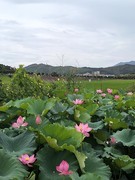 2026夏天游（55）自驾攸县到衡东