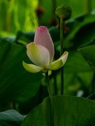 圆明园夏日风情 荷塘荷韵之二十二