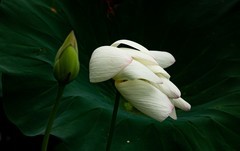 圆明园夏日风情 荷塘荷韵之二十二