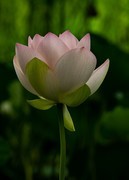 圆明园夏日风情 荷塘荷韵之二十二