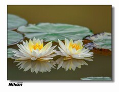 尼康的莲花。