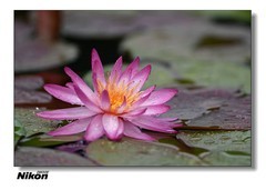 尼康的莲花。