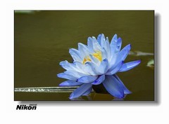 尼康的莲花。