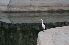 鹭鸟