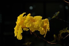 2026花卉植物赏析———黄花风铃木【3】