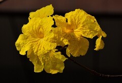 2026花卉植物赏析———黄花风铃木【3】
