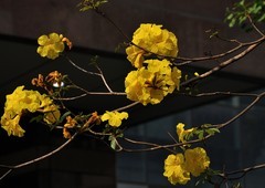 2026花卉植物赏析———黄花风铃木【3】