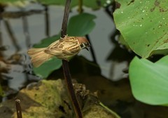 荷塘雀跃（6）