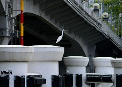 再拍珠江的白鹭。