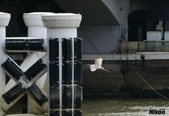 再拍珠江的白鹭。