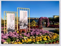 市政广场菊花展【乙巳年-287】