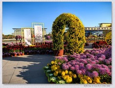 市政广场菊花展【乙巳年-287】