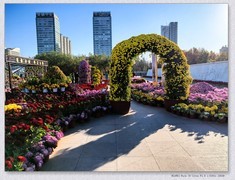 市政广场菊花展【乙巳年-287】