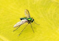 1016【不老松：二游海南纪实】临高长島兰湾的长足虻！