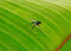 1016【不老松：二游海南纪实】临高长島兰湾的长足虻！