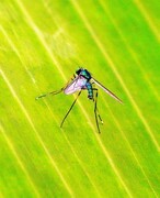 1016【不老松：二游海南纪实】临高长島兰湾的长足虻！