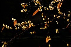 2026花卉植物赏析——梅花【5】