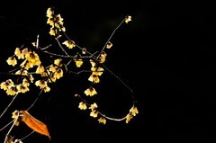 2026花卉植物赏析——梅花【5】