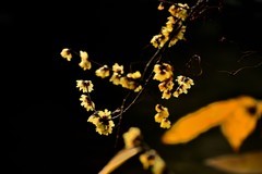 2026花卉植物赏析——梅花【5】