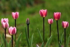 郁金香 (4)