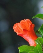 新拍的扫街抓拍热闹片《风景，花草石榴花还有妹子》请各位欣赏！哈哈！