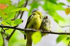 领雀嘴鹎育雏