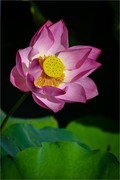 2026年第0599贴 -夏日荷花开（0906）