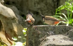 公园的红耳鹎 （15）