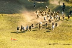 金秋乌兰布统——驹驰马奔（12）