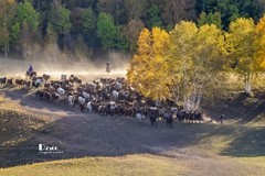 金秋乌兰布统——驹驰马奔（12）