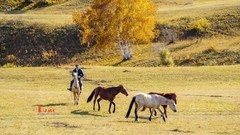 金秋乌兰布统——驹驰马奔（12）